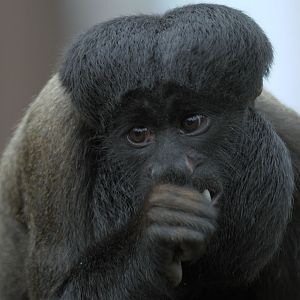 Red backed bearded saki 4