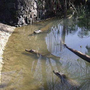 Alligators at the tropics