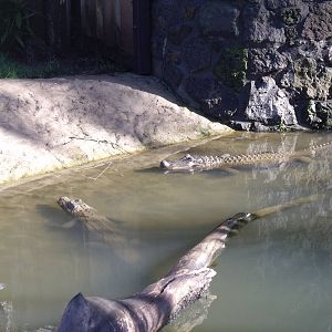 Alligators at Auckland Zoo