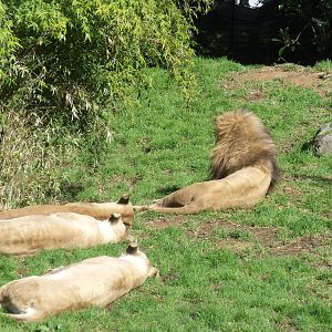 Lions at Auckland Zoo