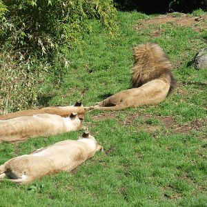 Lions at Auckland Zoo