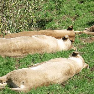 Lions at Auckland Zoo