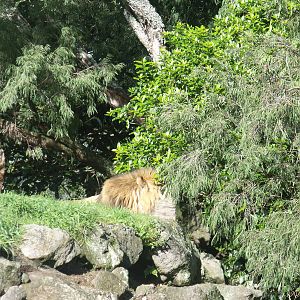 Lions at Auckland Zoo