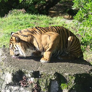Oz at Auckland Zoo