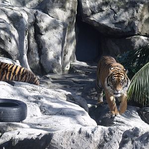 Tigers at Auckland Zoo