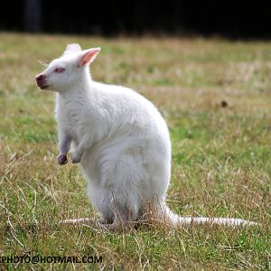 BENNETTS ALBINO WALLABY