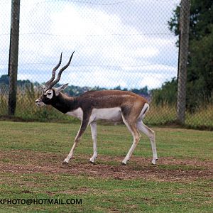 BLACKBUCK