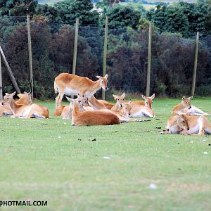 SOUTHERN LECHWE