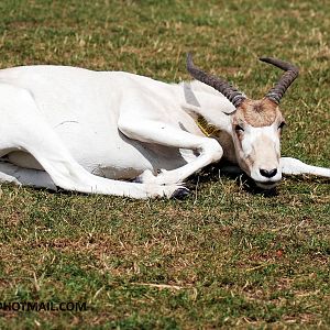 ADDAX
