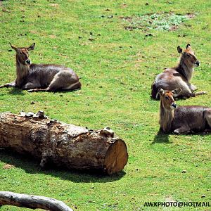 ELLIPSEN WATERBUCK