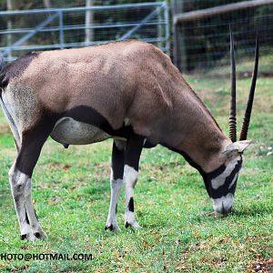 GEMSBOK