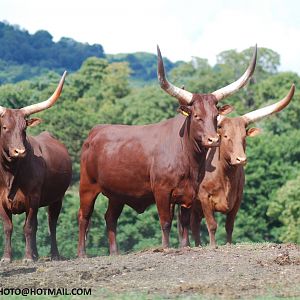 ANKOLE CATTLE