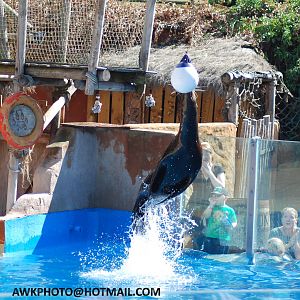 SEA LION DISPLAY