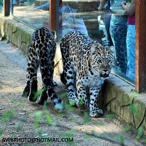 AMUR LEOPARD
