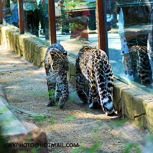 AMUR LEOPARD