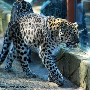 AMUR LEOPARD