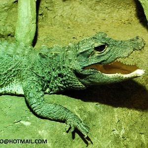 DWARF CROCODILE