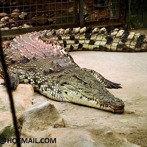 NILE CROCODILE ?