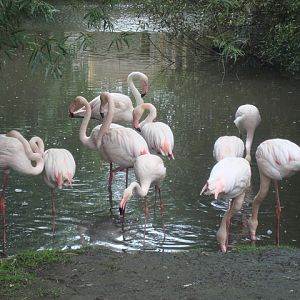 Greater Flamingos - Blackbrook Zoo 2009