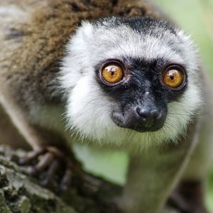 White-fronted lemur