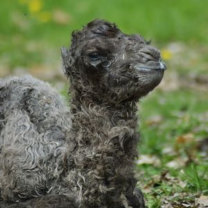 The first camel calf in Miskolc Zoo