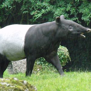 Malayan Tapir