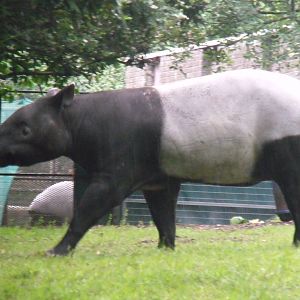 Malayan Tapir