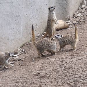 Meerkats