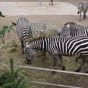 Zebra from viewing platform