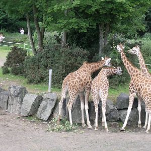 Giraffes from viewing platform