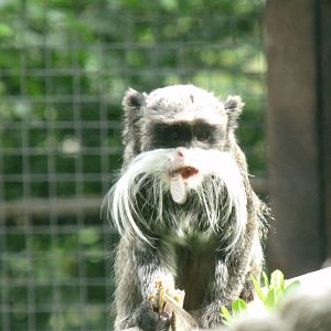 Emperor tamarins