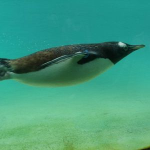 Penguin underwater