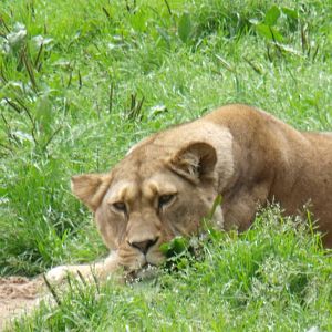 Barnaby lioness