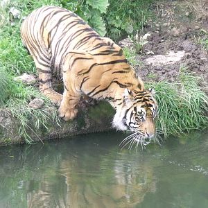 Kabus having a drink
