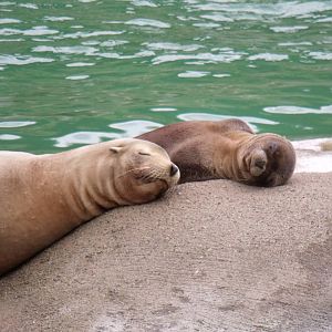 Sleeping Sea lions
