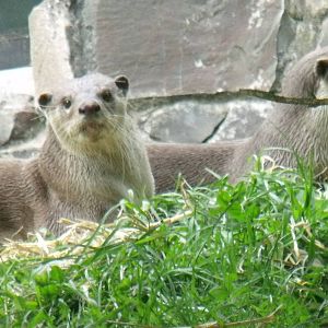 Smooth-coated otters