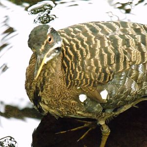 Sunbittern