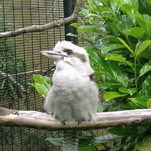 Laughing Kookabura
