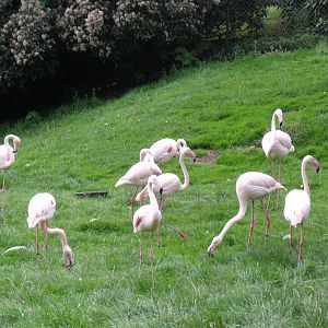 Greater flamingos