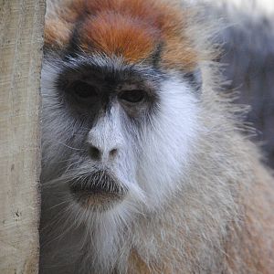 Patas Monkey