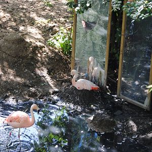Flamingo mirrors