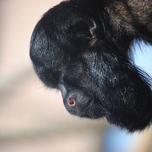 Red Backed Bearded Saki