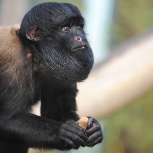 Red Backed Bearded Saki
