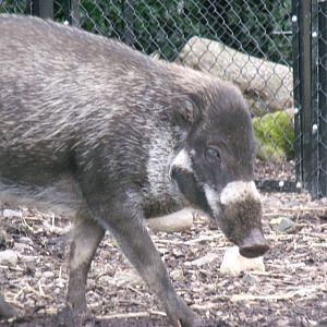 Male Wart pig