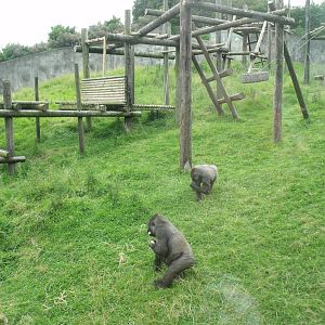 Gorilla scatter feed time