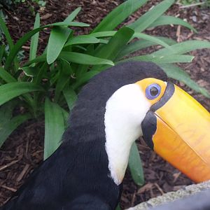 Toco Toucan