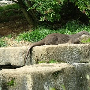 Smoth-coated otters
