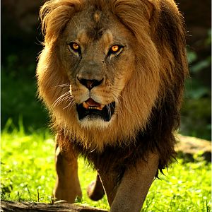 Barbary lion at Hannover