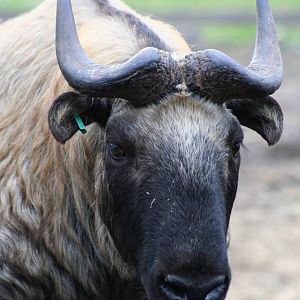 Mishmi Takin @ HWP; 18.10.2009