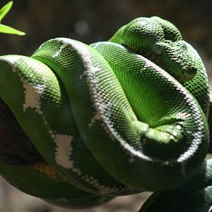 Emerald Tree Boa @ Chester; 09.12.2006